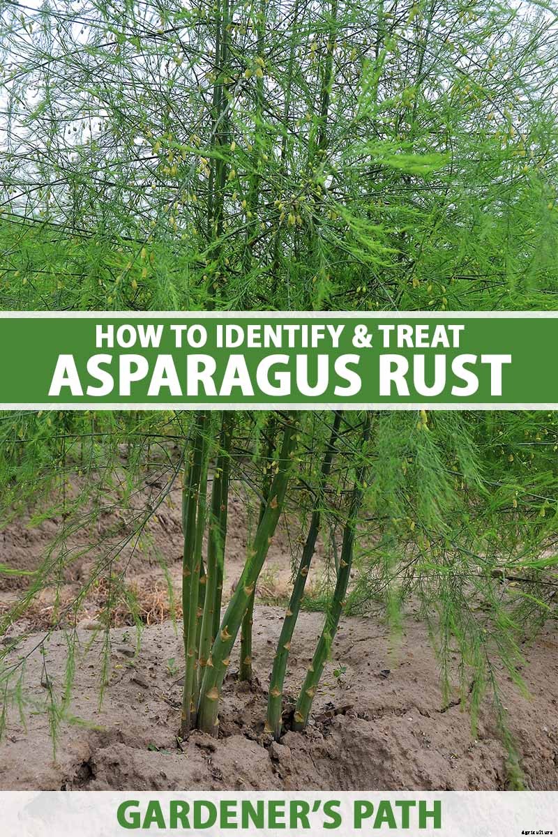 What Is Asparagus Rust?