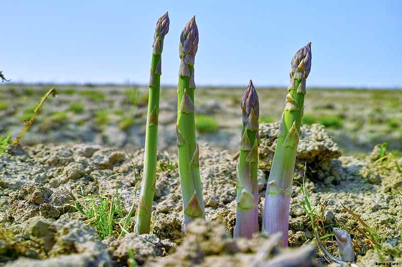 What Is Asparagus Rust?