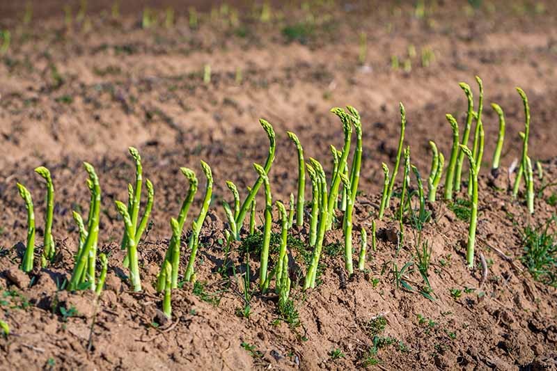What Is Asparagus Rust?