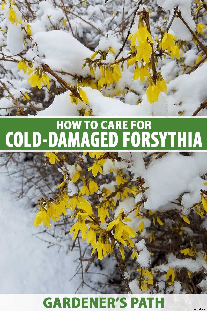 How to Care for Cold-Damaged Forsythia
