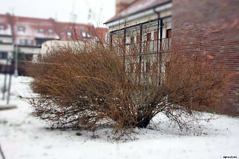 How to Care for Cold-Damaged Forsythia