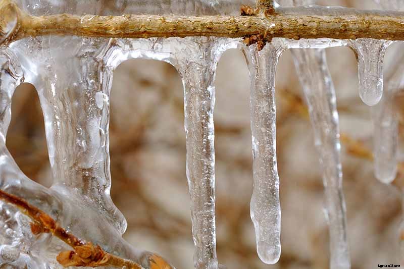 How to Care for Cold-Damaged Forsythia