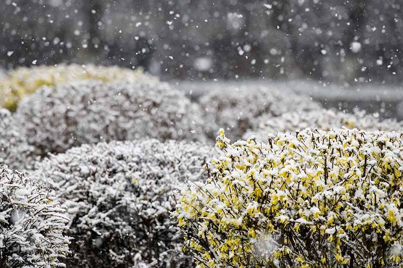 How to Care for Cold-Damaged Forsythia