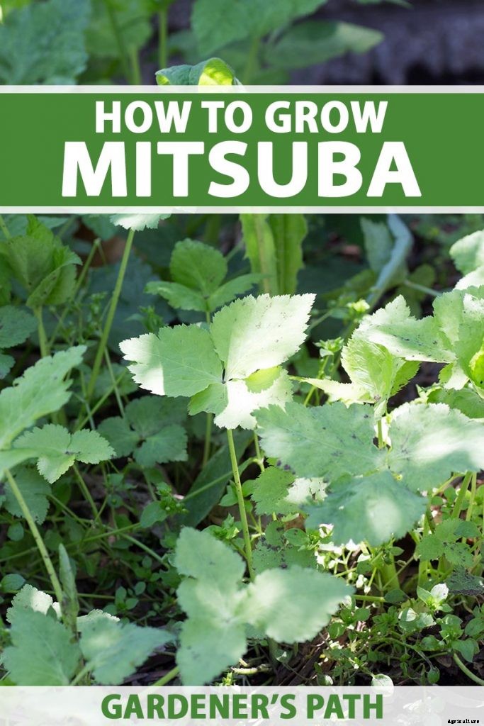 How to Grow Mitsuba