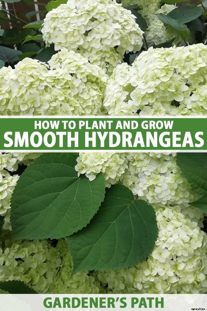 How to Grow Smooth Hydrangea