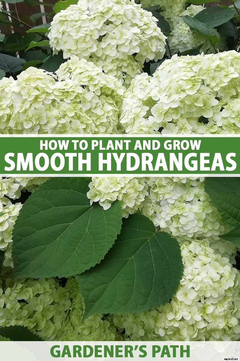 How to Grow Smooth Hydrangea