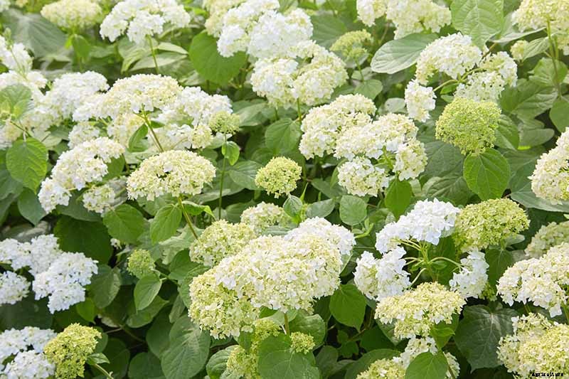How to Grow Smooth Hydrangea