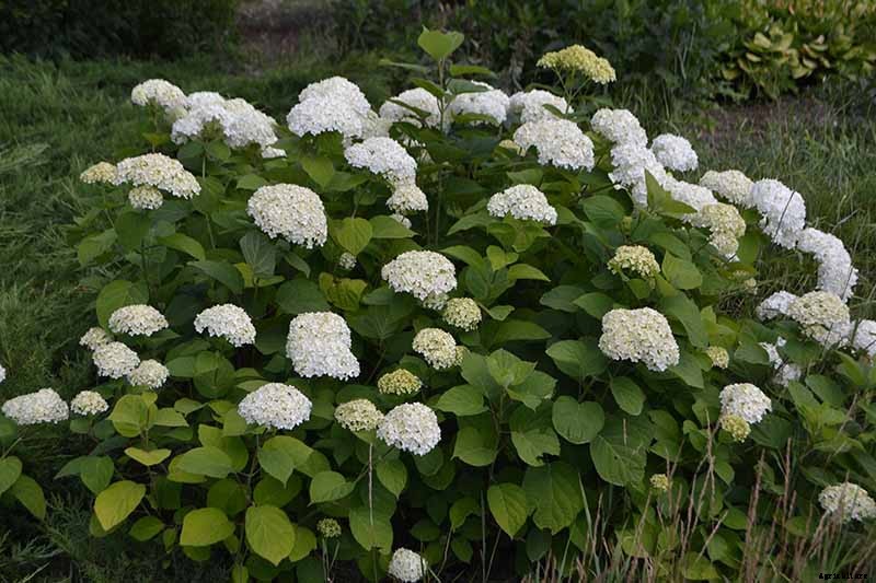 How to Grow Smooth Hydrangea
