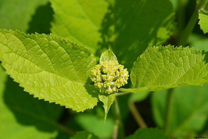 How to Grow Smooth Hydrangea