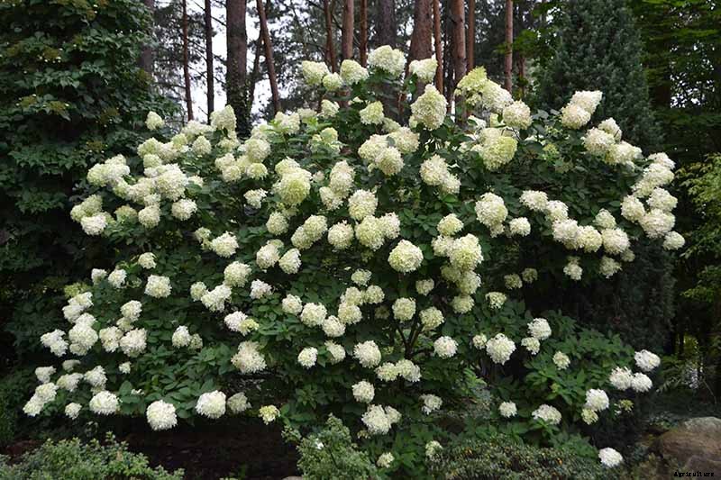 How to Grow Smooth Hydrangea