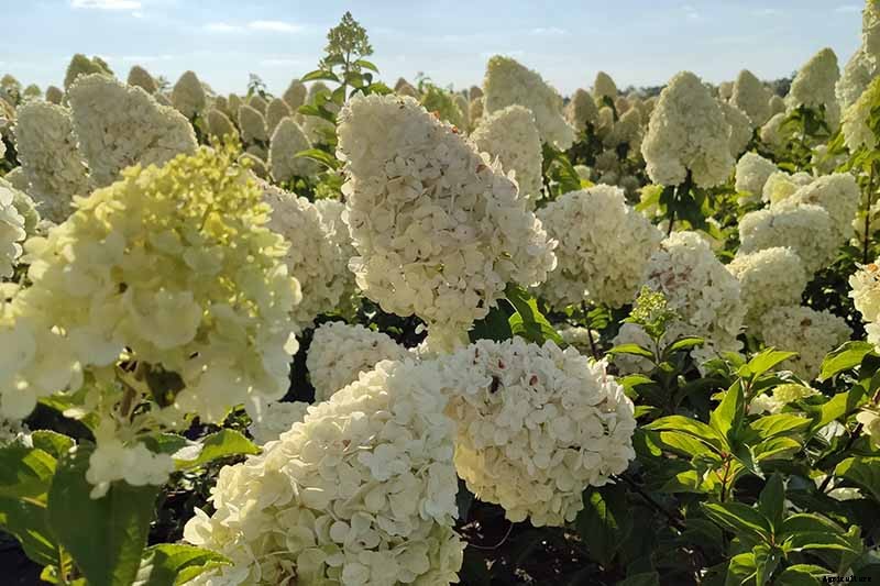 How to Grow Smooth Hydrangea