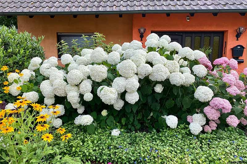 How to Grow Smooth Hydrangea