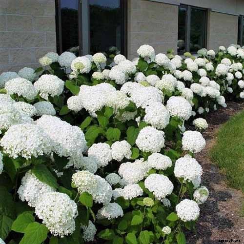 How to Grow Smooth Hydrangea