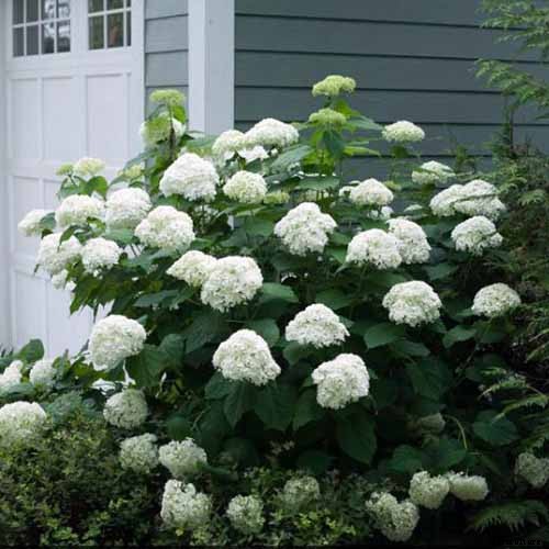 How to Grow Smooth Hydrangea