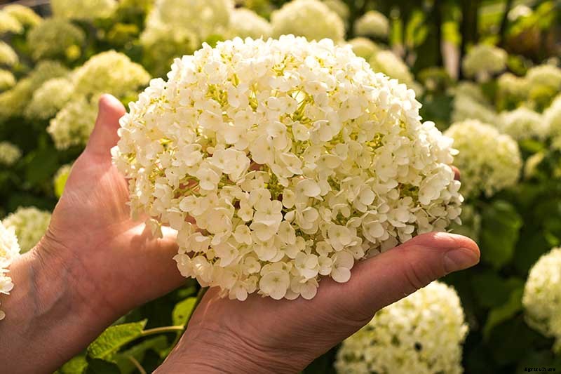 How to Grow Smooth Hydrangea