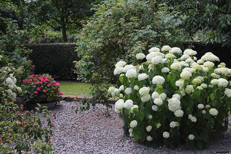 How to Grow Smooth Hydrangea