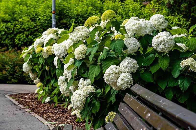 How to Grow Smooth Hydrangea