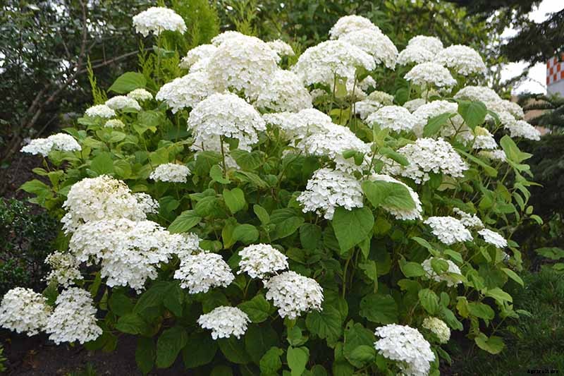 How to Grow Smooth Hydrangea