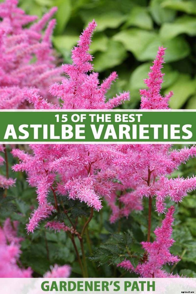 Add Color to Your Shade Garden with 15 of the Best Astilbe Varieties