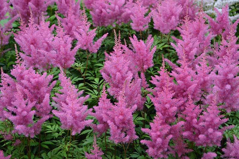 Add Color to Your Shade Garden with 15 of the Best Astilbe Varieties
