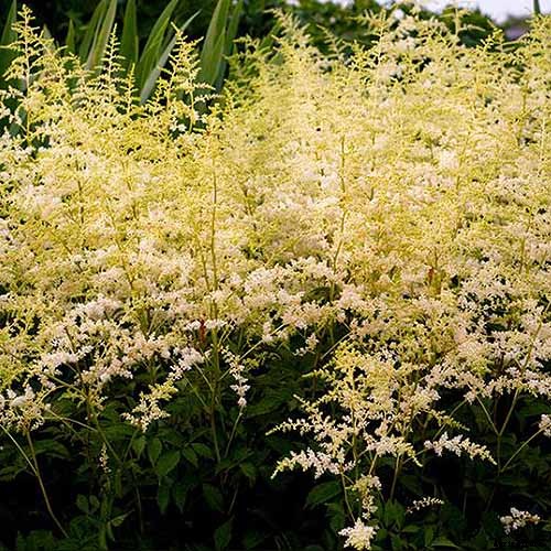 Add Color to Your Shade Garden with 15 of the Best Astilbe Varieties