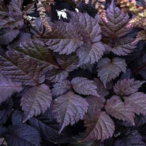Add Color to Your Shade Garden with 15 of the Best Astilbe Varieties