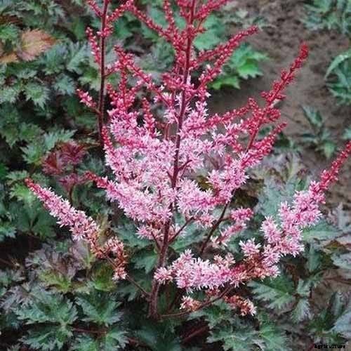 Add Color to Your Shade Garden with 15 of the Best Astilbe Varieties