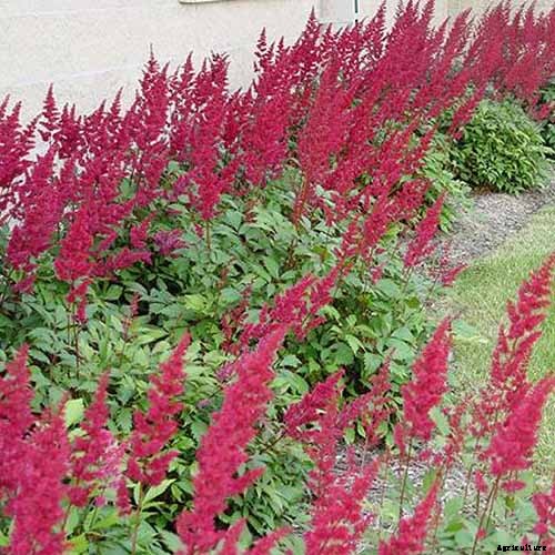 Add Color to Your Shade Garden with 15 of the Best Astilbe Varieties