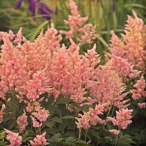 Add Color to Your Shade Garden with 15 of the Best Astilbe Varieties