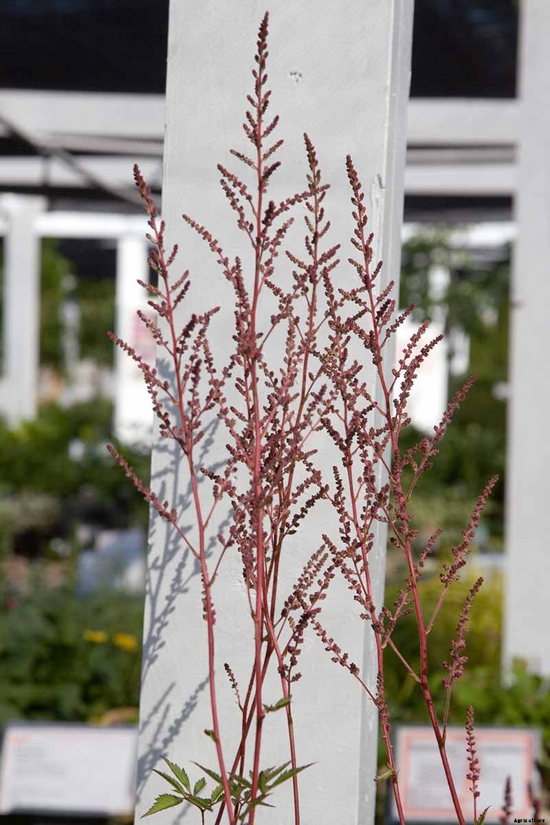 Add Color to Your Shade Garden with 15 of the Best Astilbe Varieties
