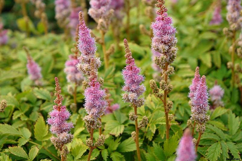Add Color to Your Shade Garden with 15 of the Best Astilbe Varieties