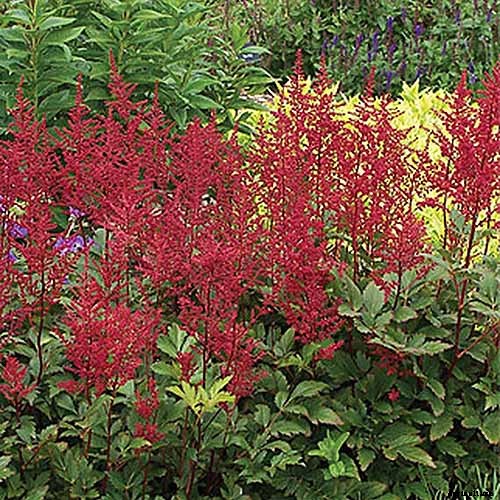 Add Color to Your Shade Garden with 15 of the Best Astilbe Varieties
