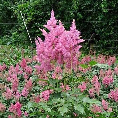Add Color to Your Shade Garden with 15 of the Best Astilbe Varieties