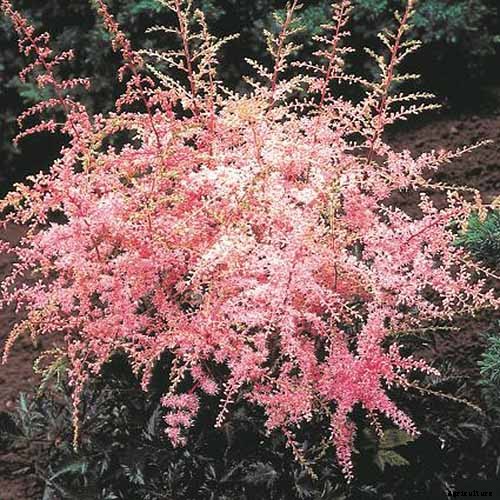 Add Color to Your Shade Garden with 15 of the Best Astilbe Varieties