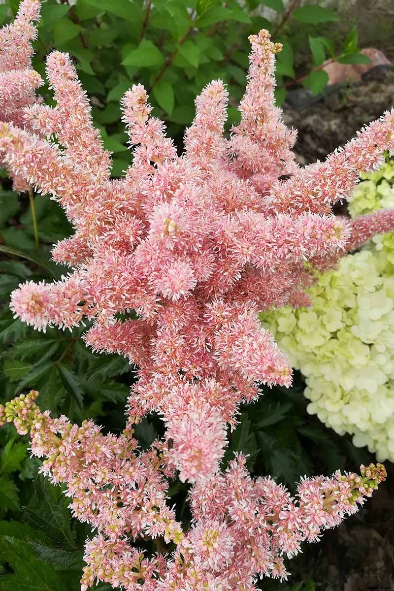 Add Color to Your Shade Garden with 15 of the Best Astilbe Varieties