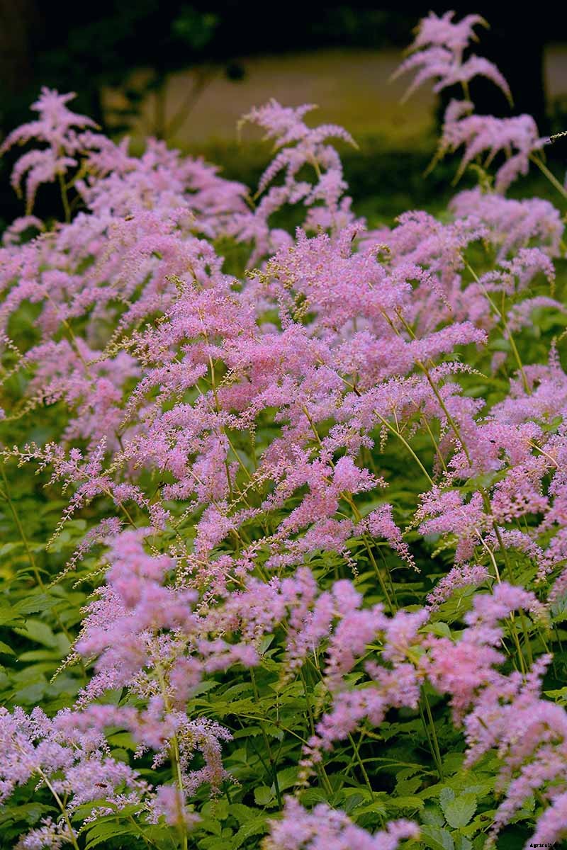 Add Color to Your Shade Garden with 15 of the Best Astilbe Varieties