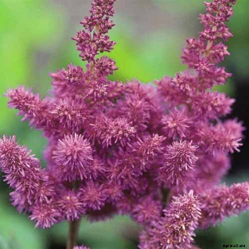 Add Color to Your Shade Garden with 15 of the Best Astilbe Varieties