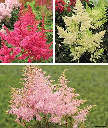 Add Color to Your Shade Garden with 15 of the Best Astilbe Varieties