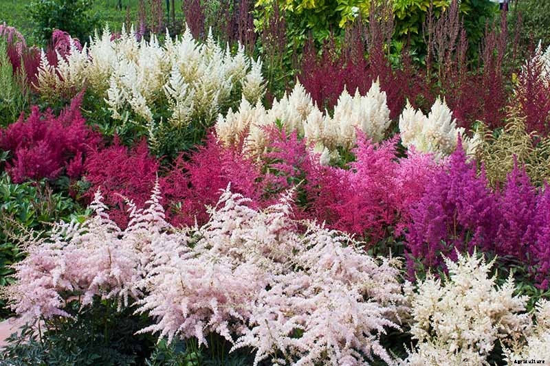 Add Color to Your Shade Garden with 15 of the Best Astilbe Varieties