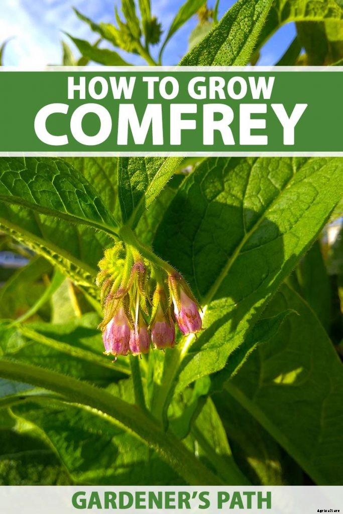 How to Grow Comfrey in the Garden