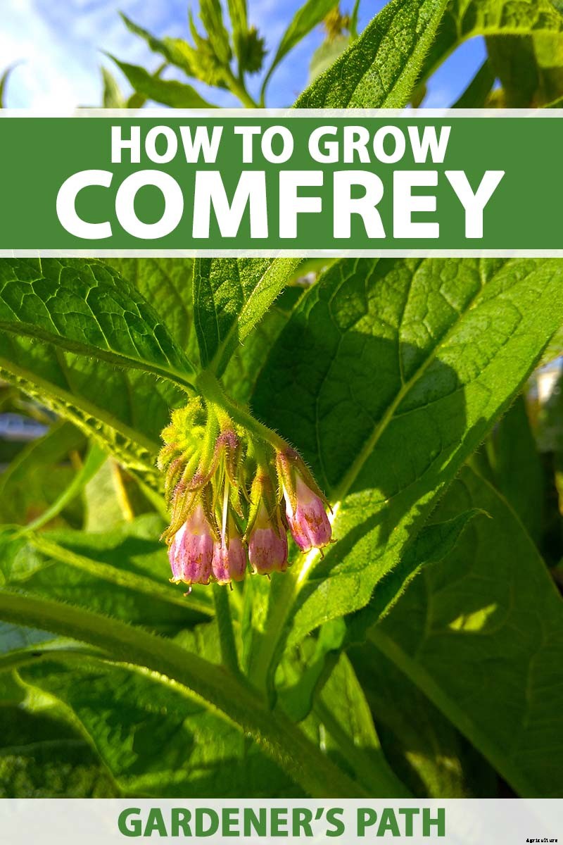 How to Grow Comfrey in the Garden