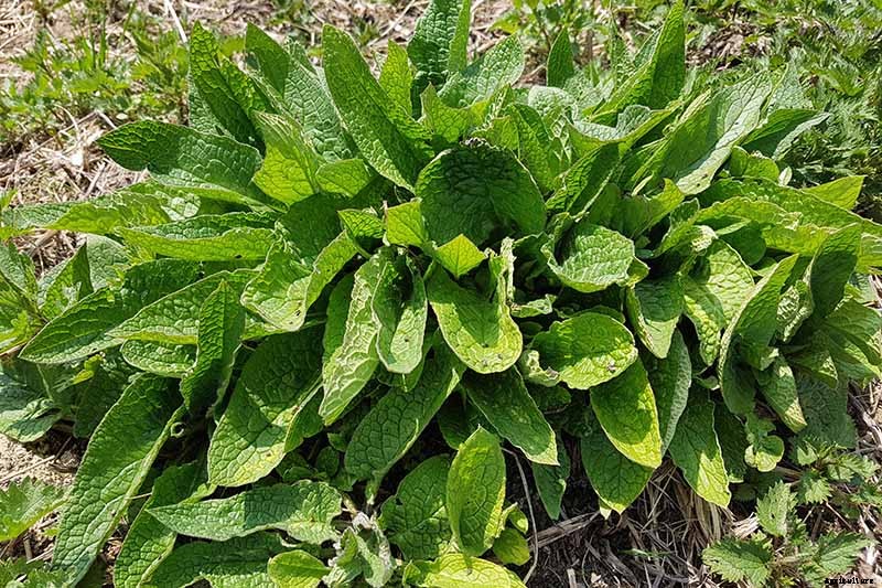 How to Grow Comfrey in the Garden