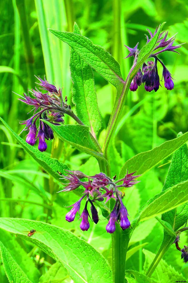 How to Grow Comfrey in the Garden