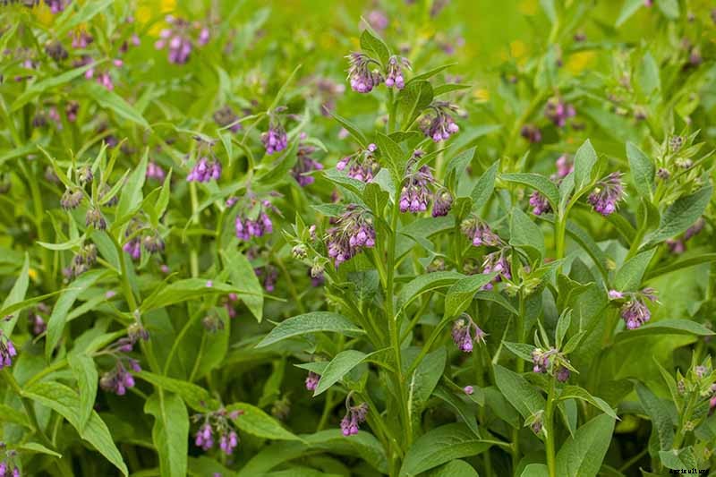 How to Grow Comfrey in the Garden
