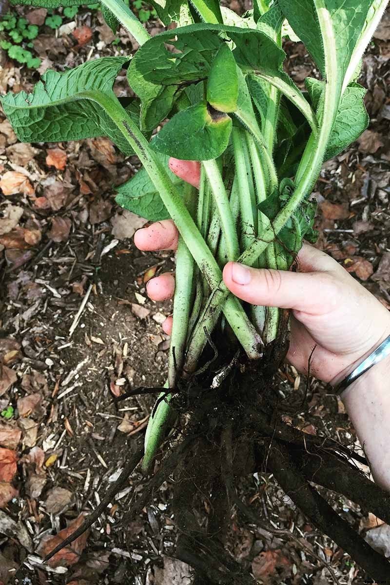 How to Grow Comfrey in the Garden