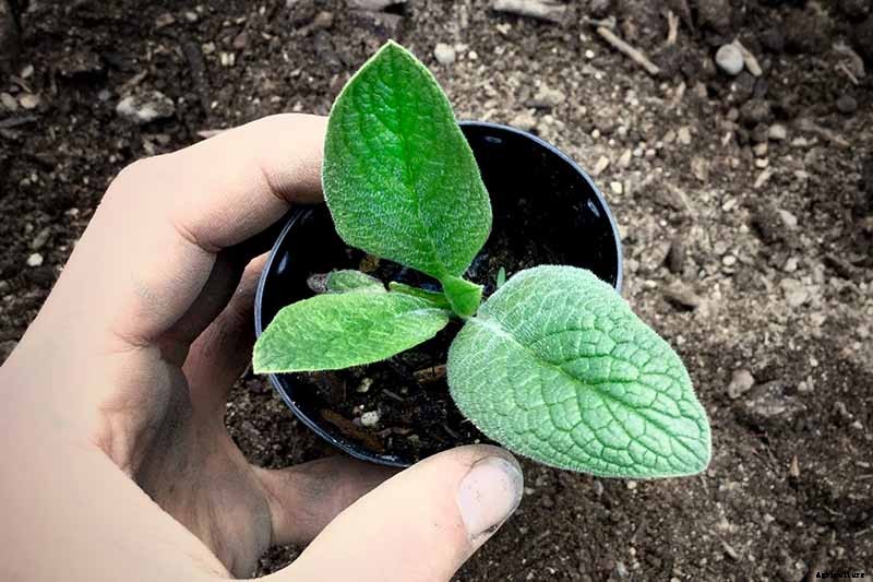 How to Grow Comfrey in the Garden