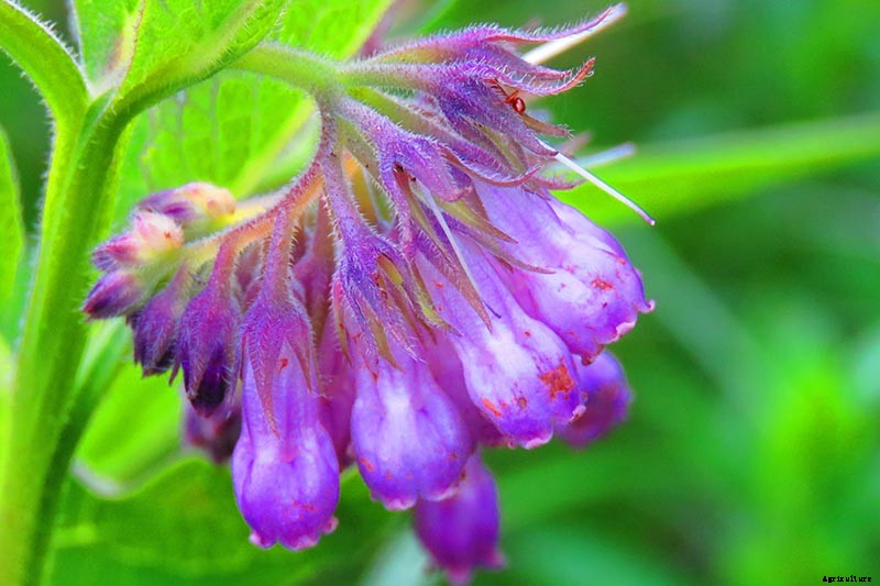 How to Grow Comfrey in the Garden