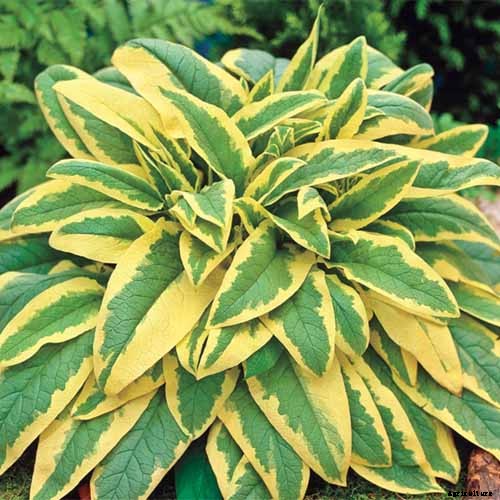 How to Grow Comfrey in the Garden