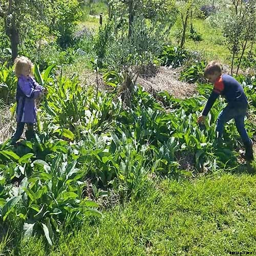 How to Grow Comfrey in the Garden