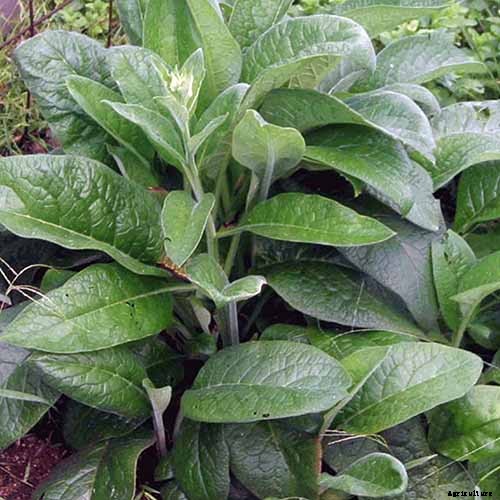 How to Grow Comfrey in the Garden
